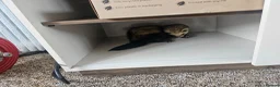 Ferret rodents for sale: 1/2 year hob i believe un neutered. in Milton Keynes - Advert 5