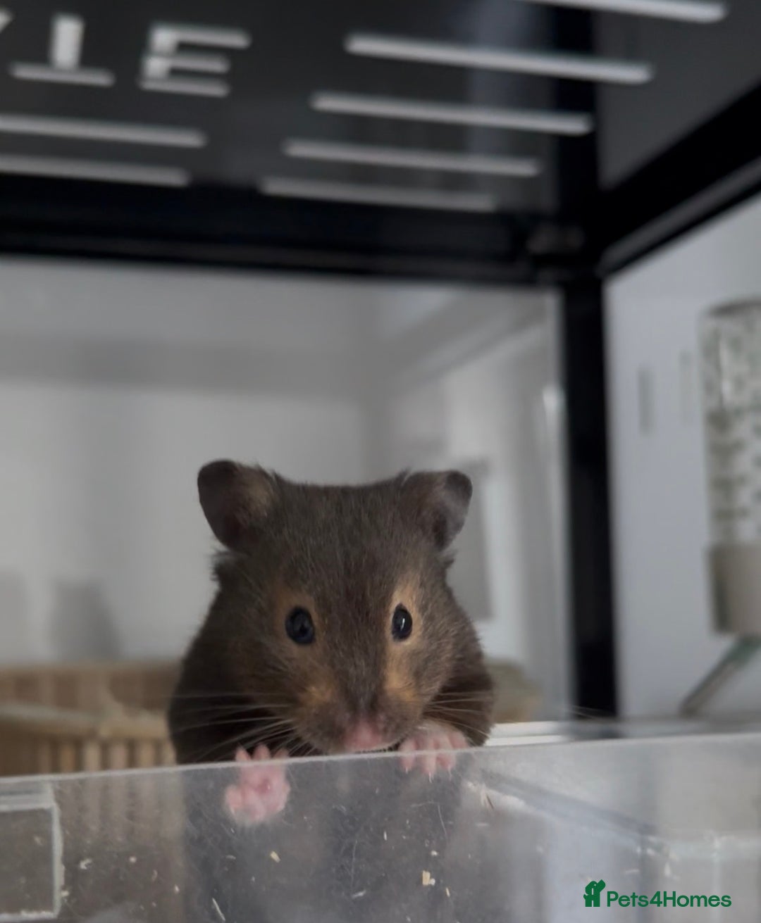 Hamster rodents for sale: Loki for Adoption🐹 - Advert 4