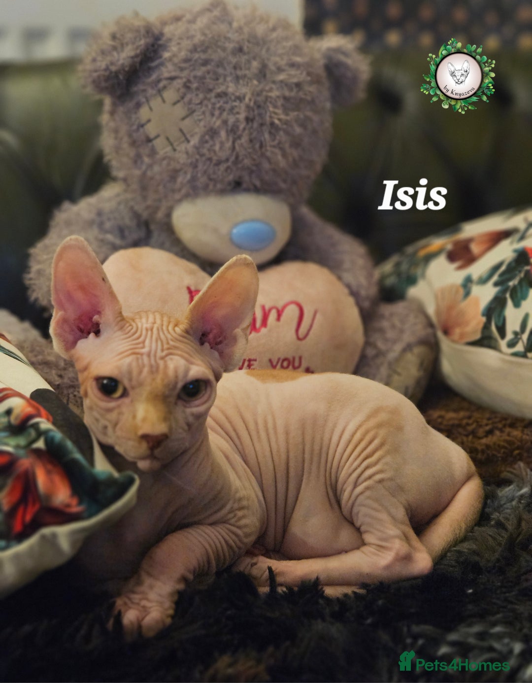 Sphynx cats for sale: Adorable Canadian Sphynx – Champion line - Advert 8