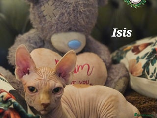 Sphynx cats Adorable Canadian Sphynx – Champion line - Advert 1