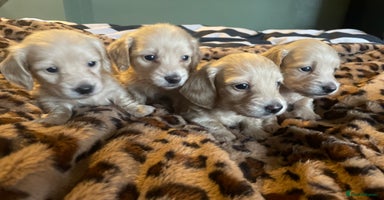 Miniature Dachshund dogs - Advert 4