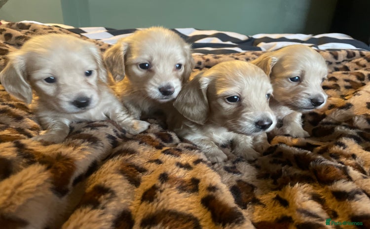 Miniature Dachshund dogs - Advert 5