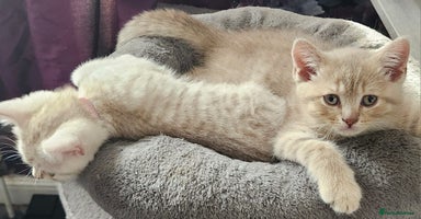 British Shorthair cats - Advert 8