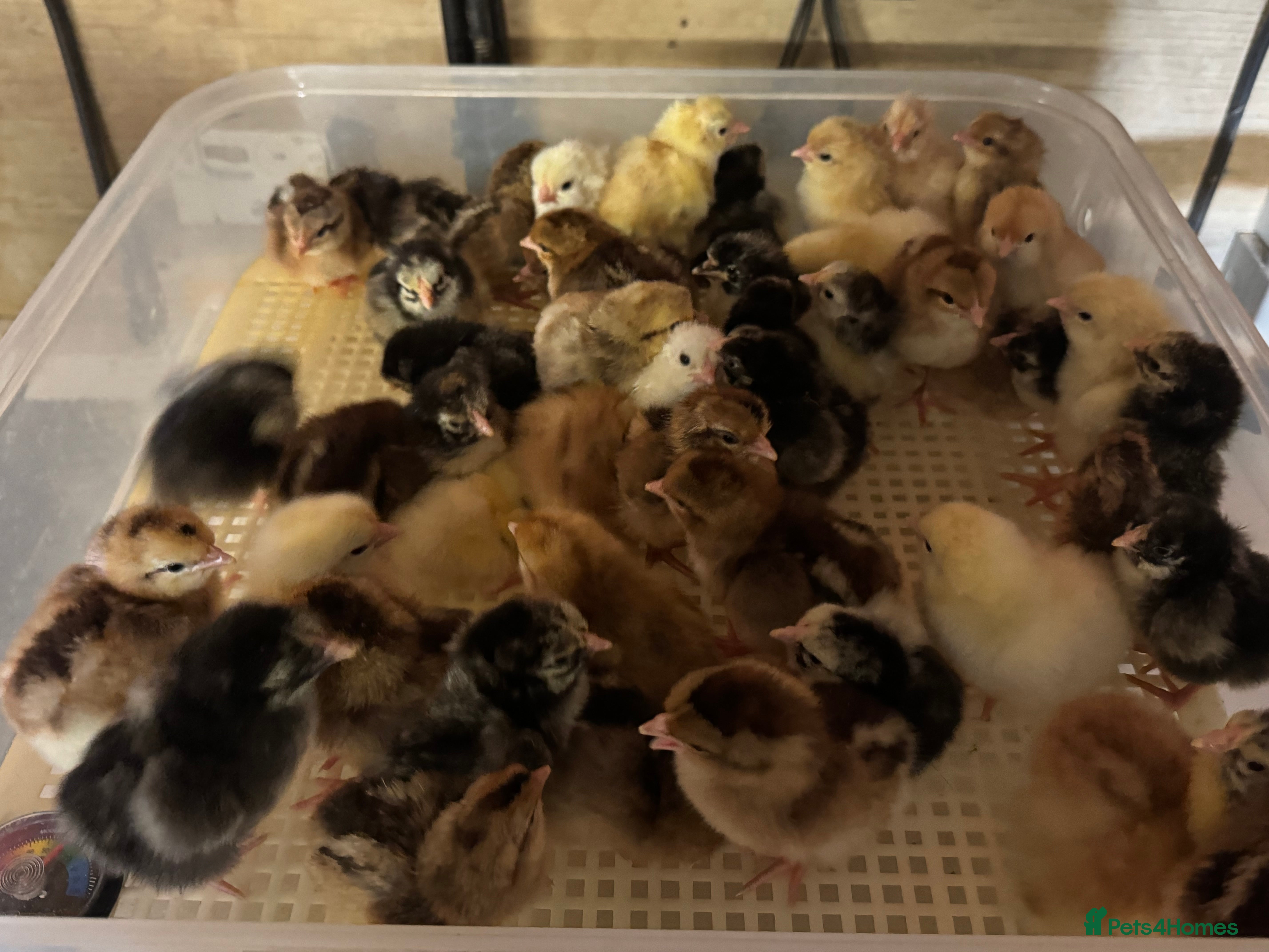 Chickens poultry Day old pure breed chickens  - Advert 3