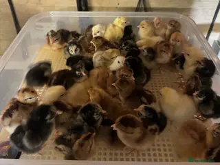 Chickens poultry Day old pure breed chickens - Advert 4