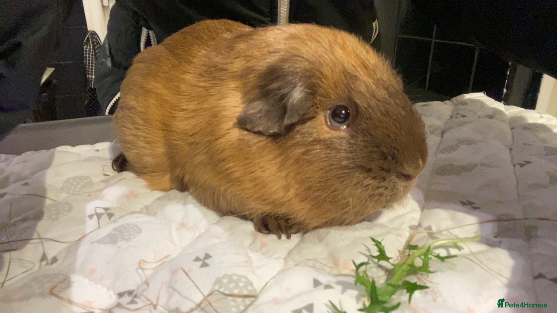 Guinea Pig rodents for sale: Male guniea pig  - Advert 1