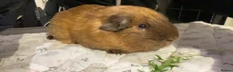 Guinea Pig rodents for sale: Male guniea pig  in Bradford - Advert 1
