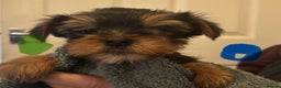 Yorkshire Terrier dogs for sale: Pure Yorkshire terriers  - Advert 5