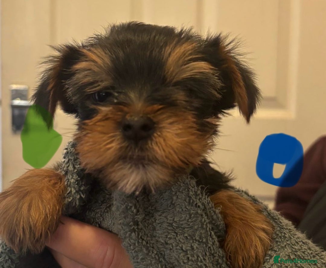 Yorkshire Terrier dogs for sale: Pure Yorkshire terriers  - Advert 5