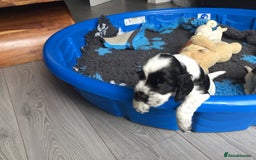 Cocker Spaniel dogs for sale: Show cocker pups  K.C. Reg. AMS. PRA. And FN clear - Image 15
