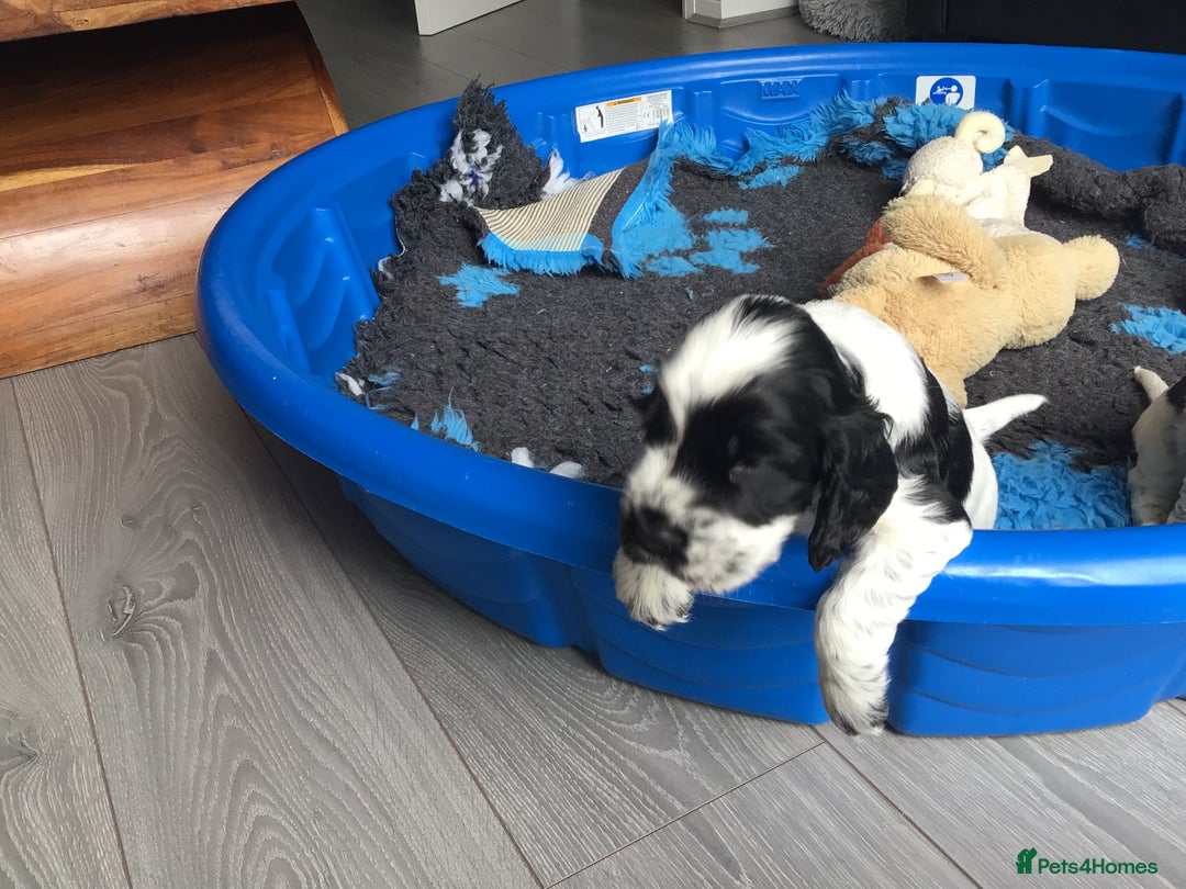 Cocker Spaniel dogs for sale: Show cocker pups  K.C. Reg. AMS. PRA. And FN clear - Image 15