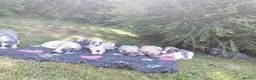 Whippet dogs for sale: Stunning coloured whippet puppies  - Advert 1