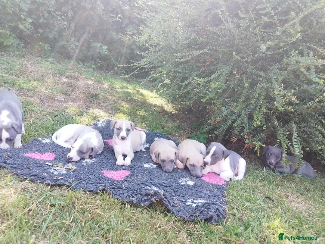 Whippet dogs for sale: Stunning coloured whippet puppies  - Advert 1