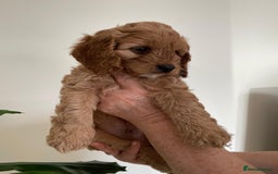 Cockapoo dogs for sale: F1b Cockapoos - Image 7