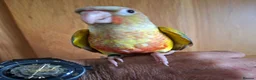 Conures birds for sale: Pineaplle, greencheek, and yellow sided conures  - Advert 12