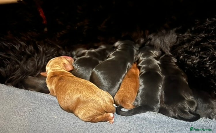 Mixed Breed dogs - Advert 8