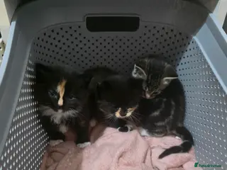 Mixed Breed cats 3 kittens for sale - Advert 2