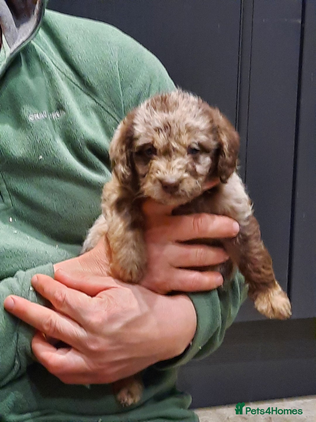 Labradoodle dogs for sale: Gorgeous Miniature Labradoodles - Advert 4