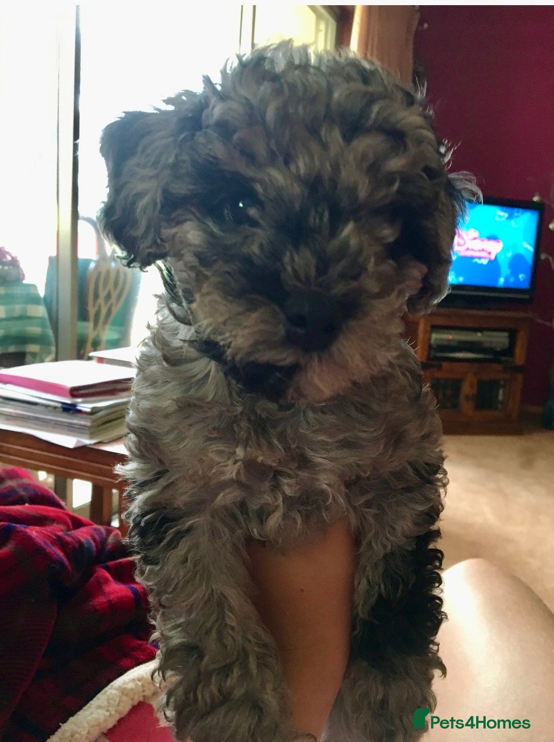 Poochon dogs for sale: Gorgeous Merle boy Poochon Puppy - Advert 11