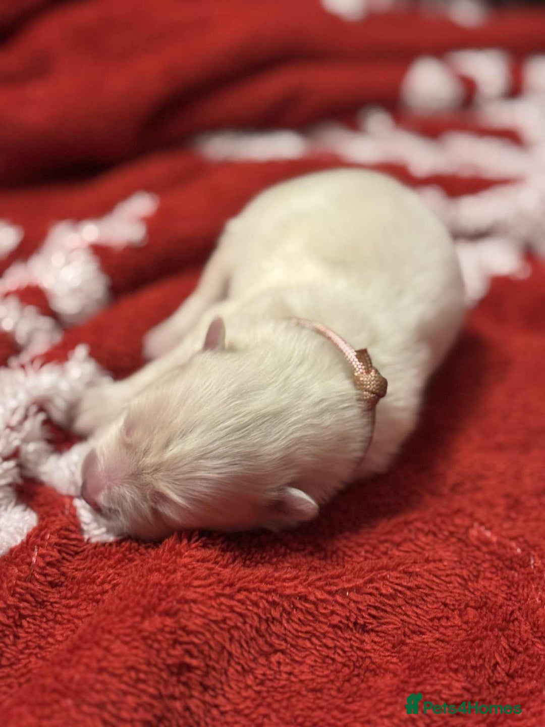 Samoyed dogs for sale: KC reg. Samoyed puppies with champ bloodline  - Advert 23