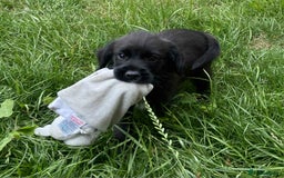 Mixed Breed dogs for sale: Gorgeous Jack x chihauhua pups ❤️ - Image 5