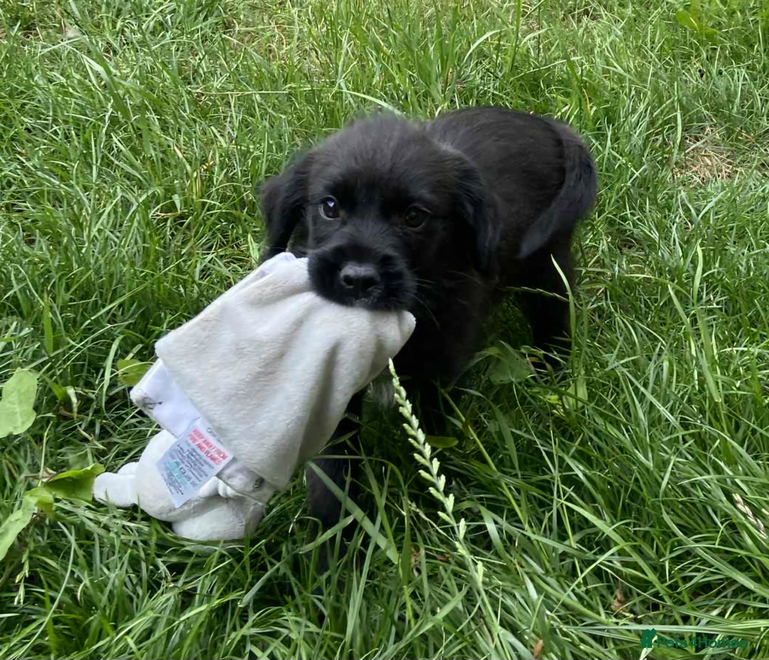 Mixed Breed dogs for sale: Gorgeous Jack x chihauhua pups ❤️ - Image 5
