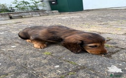 Dachshund dogs for sale: Black and Tan Dog - KC Registered Long-Haired Dachshund Puppies - Image 13