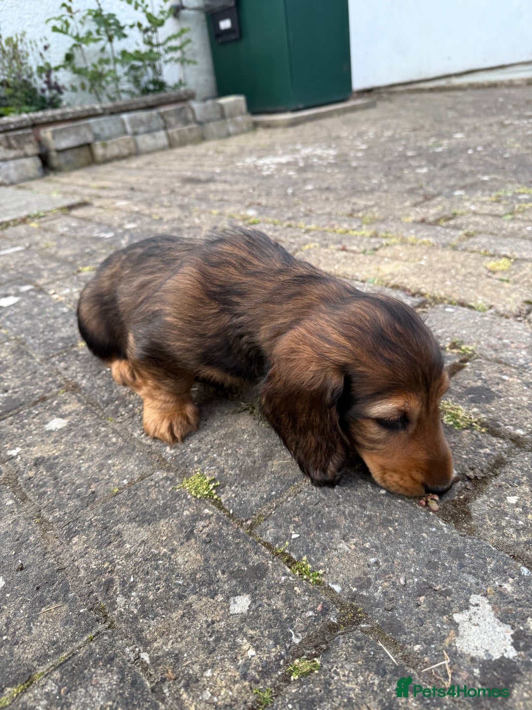 Dachshund dogs for sale: Black and Tan Dog - KC Registered Long-Haired Dachshund Puppies - Image 13