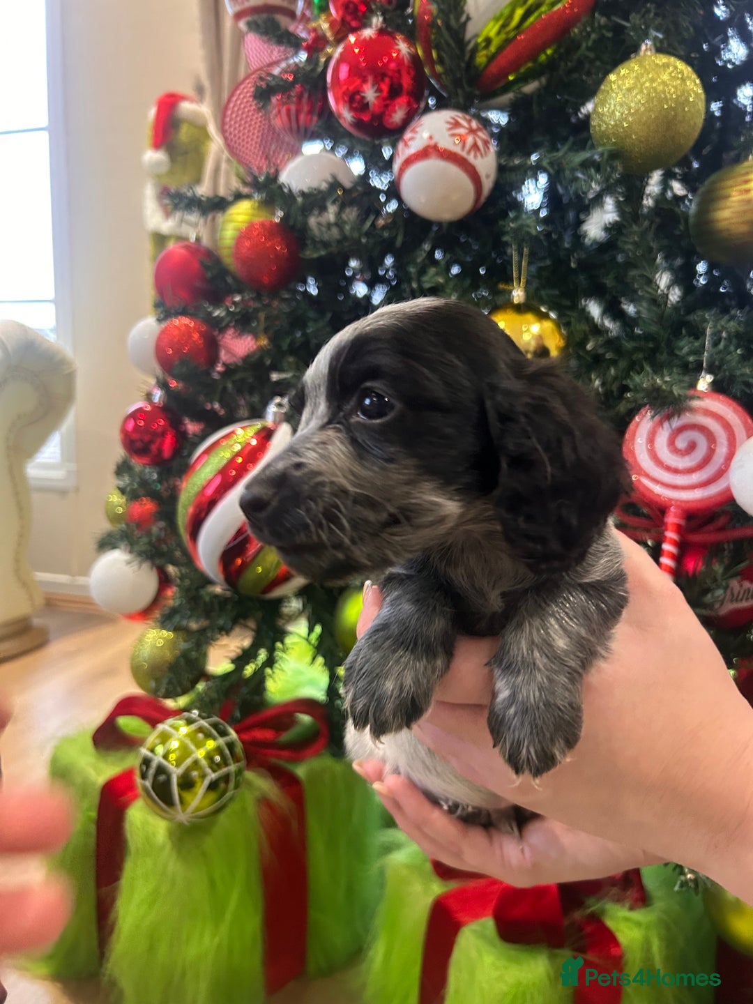 Cocker Spaniel dogs for sale: Cocker spaniel puppies  - Advert 10