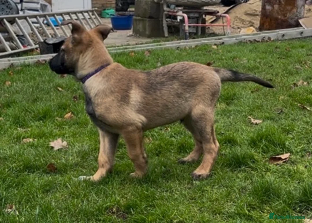 Belgian Shepherd Dog dogs for sale: Pure Malinois - Joefarm lines  - Advert 4