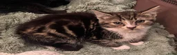 British Shorthair cats for sale: Rescue Kittens Looking for Forever Families  - Advert 16