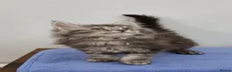 Maine Coon cats for sale: Pedigree Maine Coon Kittens for sale  - Advert 21