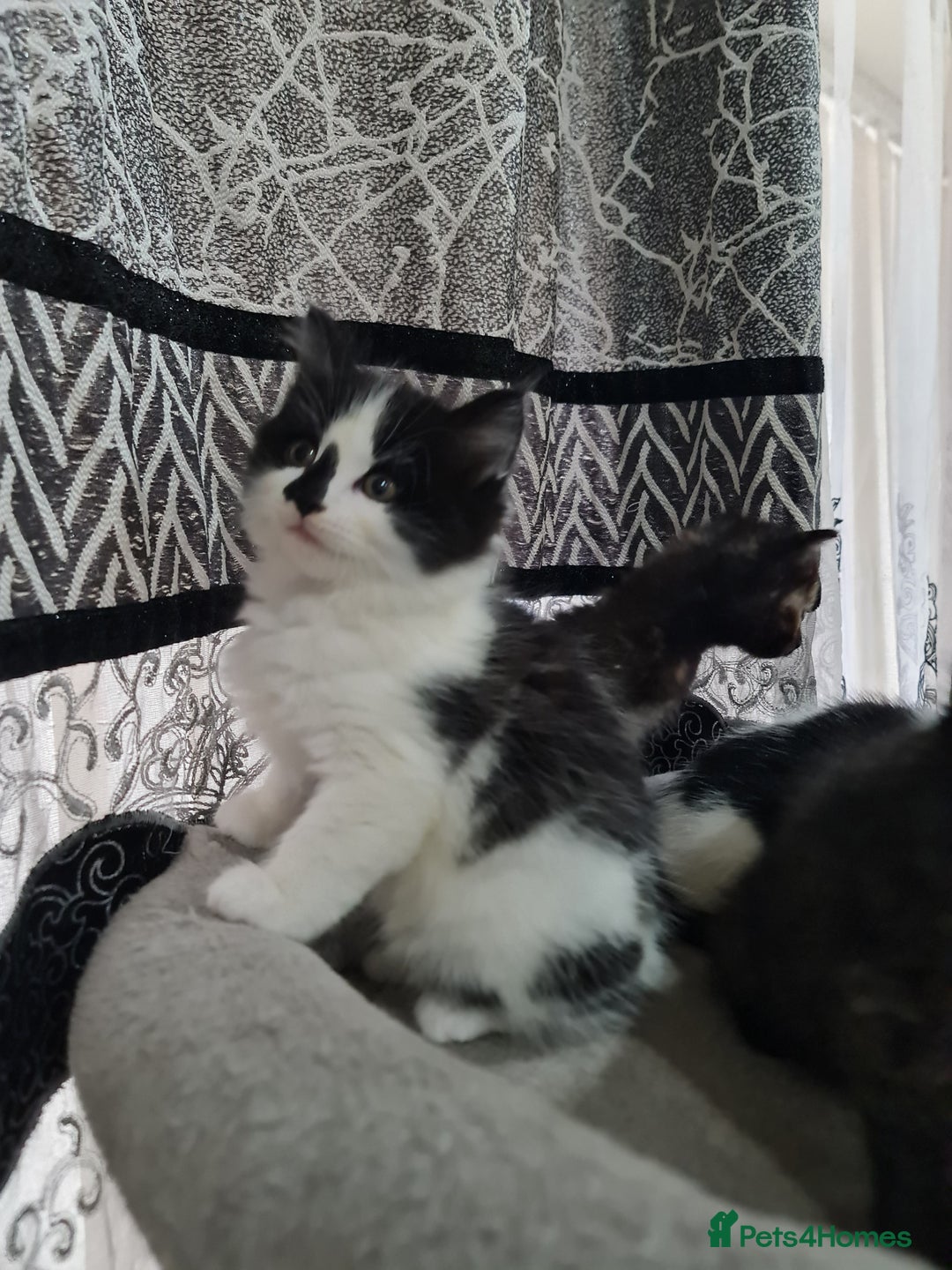 Mixed Breed cats for sale: 2 male kittens black&white - Advert 2