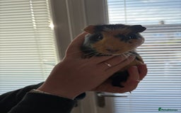 Guinea Pig rodents for sale: 3 female guinea pigs - Image 2
