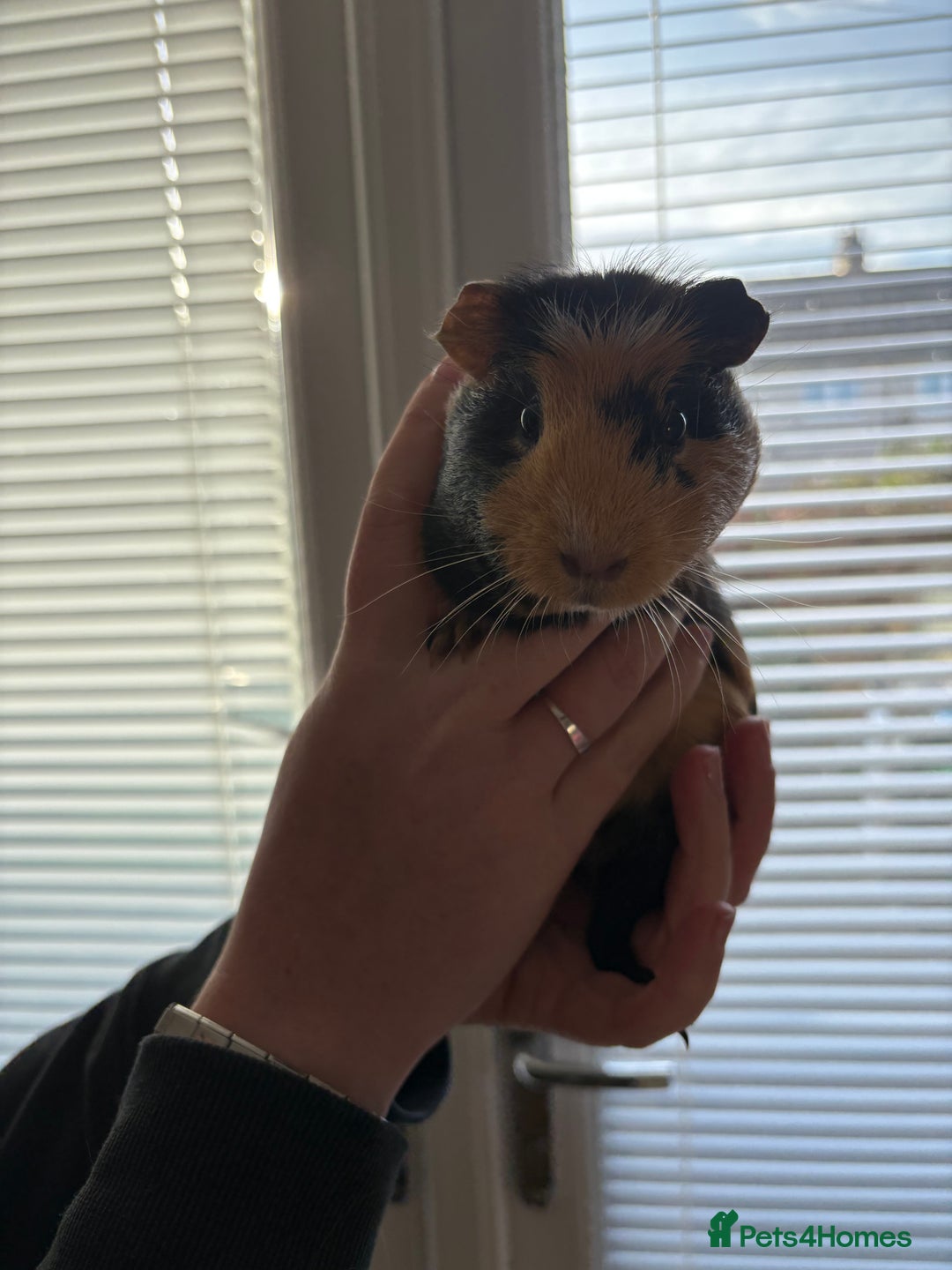 Guinea Pig rodents for sale: 3 female guinea pigs - Image 2