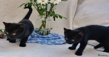 Mixed Breed cats - Advert 11