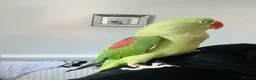Parrots birds for sale: Baby hand tame Alexandrian Parrot  in Uttoxeter - Advert 2