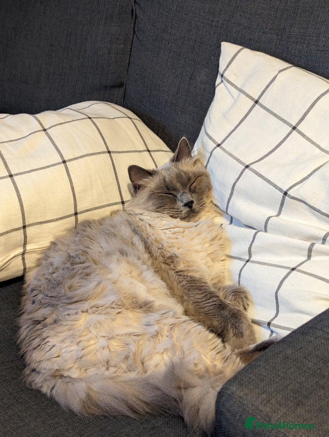 Ragdoll cats for sale: Freddie the ragdoll  - Image 11