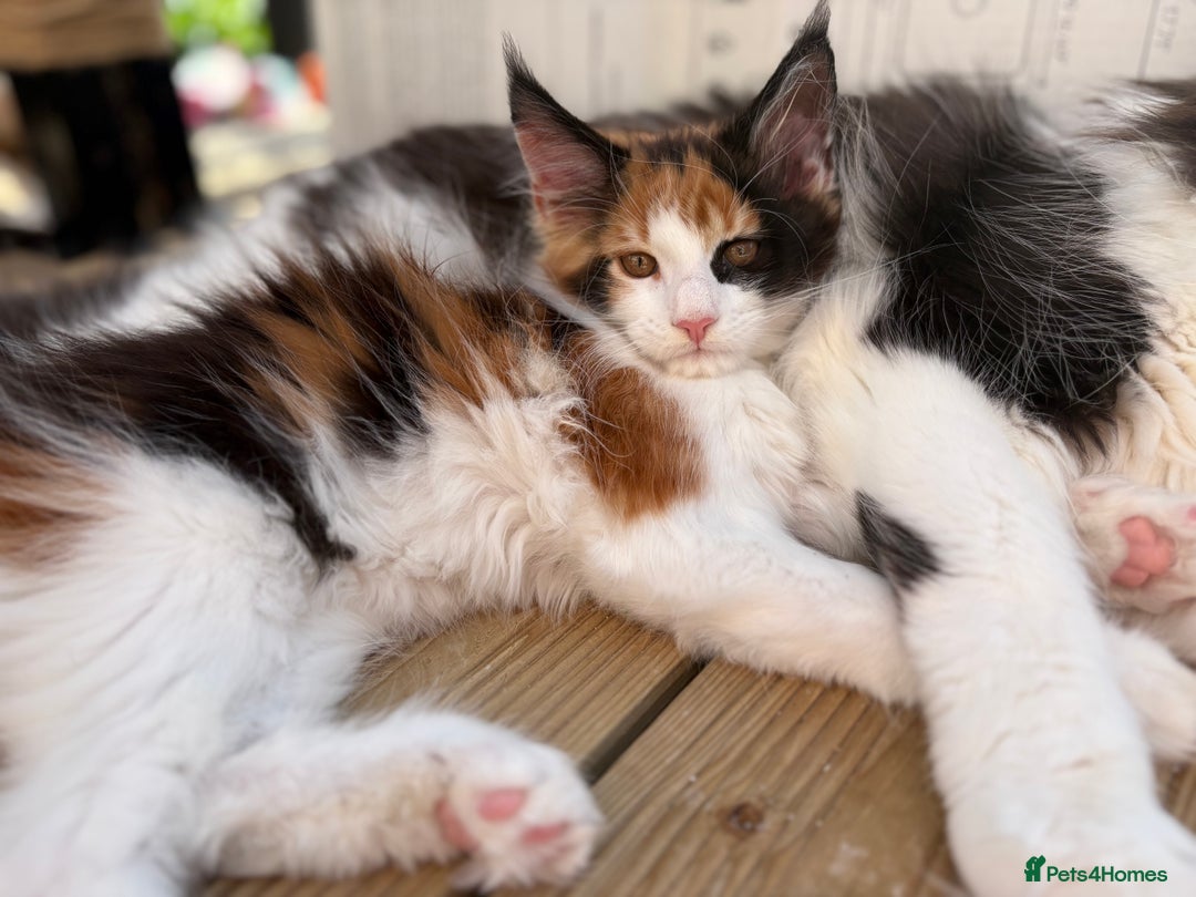 Maine Coon cats for sale: Maine Coon Kittens ❤️ GCCF and TICA registered  - Image 7