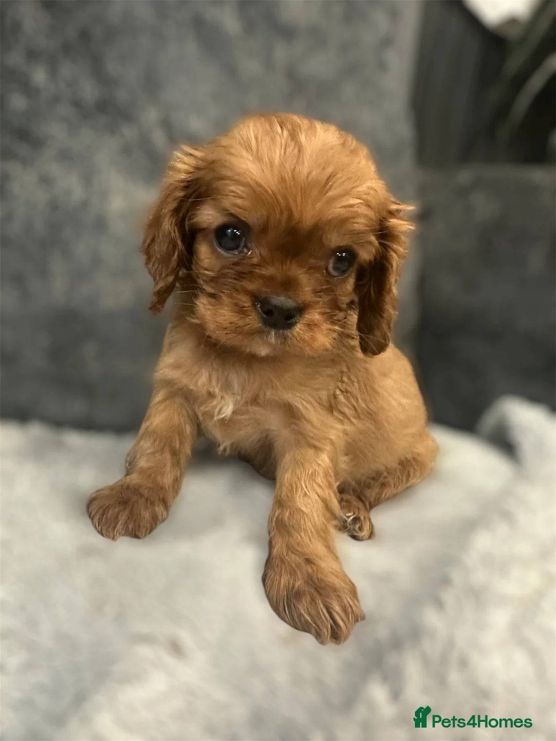 Cavalier King Charles Spaniel dogs for sale: **KC REGISTERED DNA CLEAR 🧬 CAVALIER PUPPIES** - Advert 6