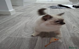 Ragcoon cats for sale: Beautiful Colourpoint Tortie Female Ragdoll Kitten - Image 10