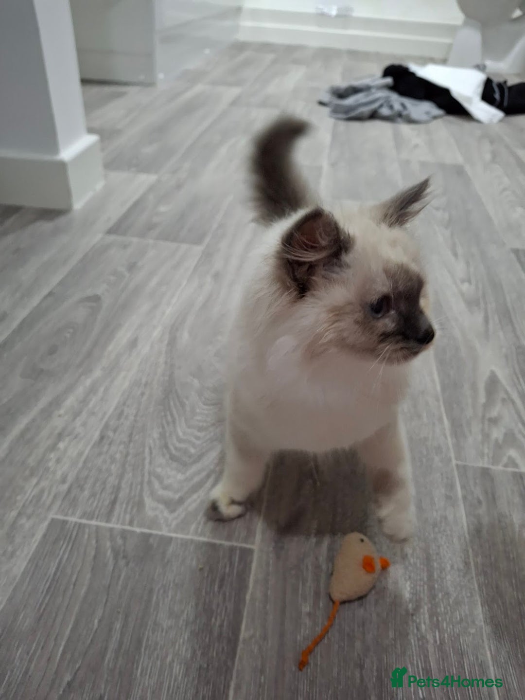 Ragcoon cats for sale: Beautiful Colourpoint Tortie Female Ragdoll Kitten - Image 10