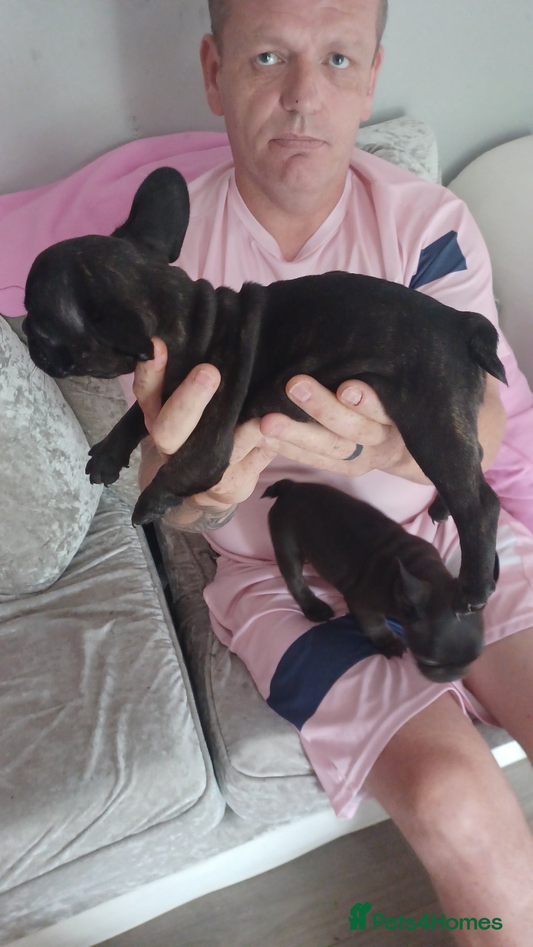 French Bulldog dogs for sale: French bulldog puppys  - Image 8