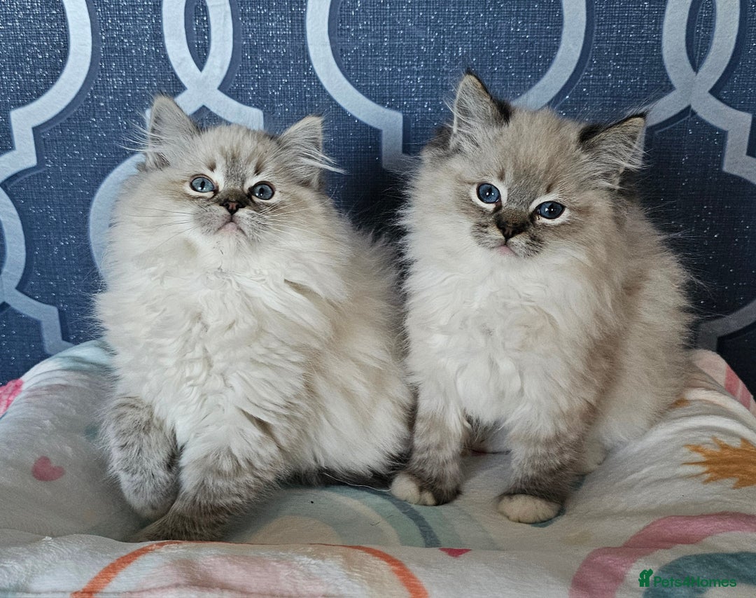 Ragdoll cats for sale: 5⭐️ Council licenced GCCF registered kittens  - Advert 5