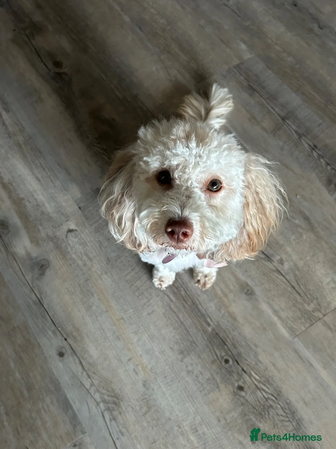 Cockapoo dogs for sale: Rehoming of 1 year old cockapoo in St. Ives - Advert 2