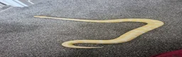 Python Snake reptiles for sale: Male ball pythons and vivs available - Advert 5