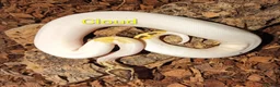 Python Snake reptiles for sale: Ball pythons (8mth). Pied/Firefly/Gene X/Mojave) - Advert 16