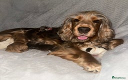 Cocker Spaniel dogs for sale: KC show sable cocker spaniels - Image 12