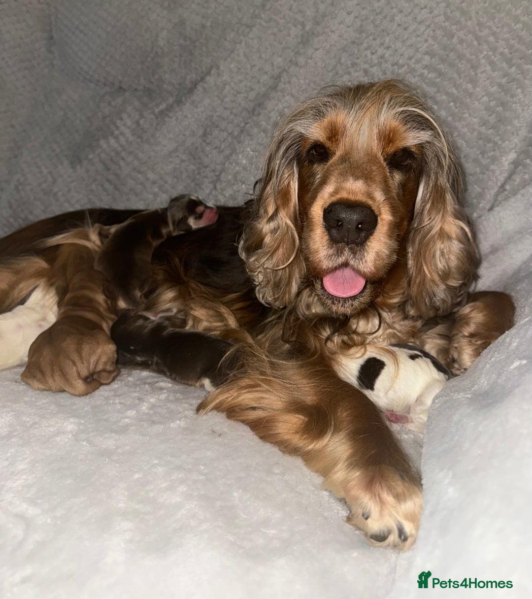 Cocker Spaniel dogs for sale: KC show sable cocker spaniels - Image 12