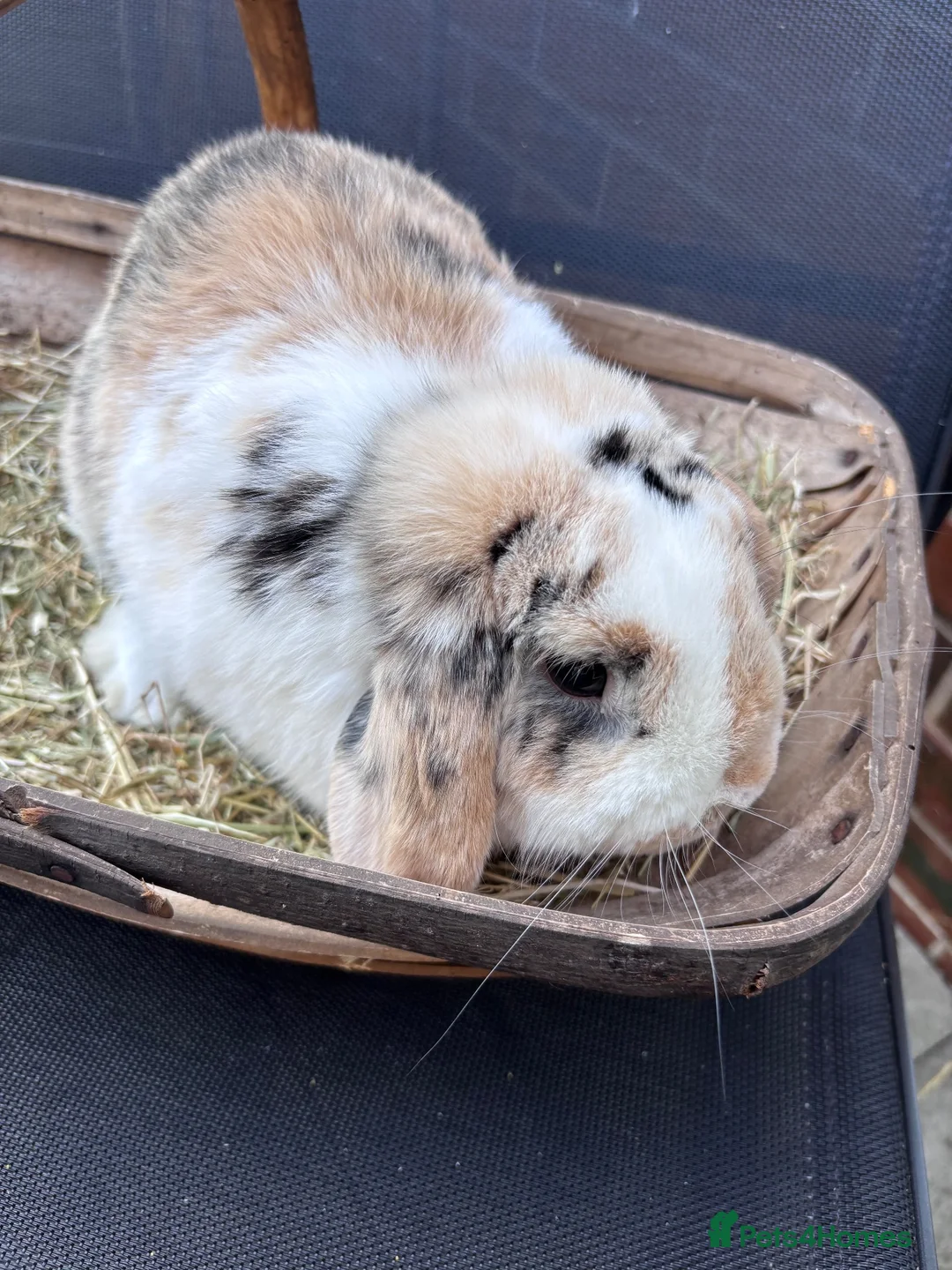 Mini Lop rabbits for sale: 2 Mini Lop boys 6 months old in Lincoln - Advert 4